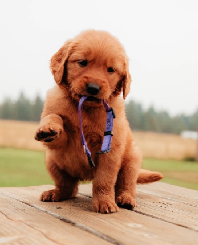 HOT Red Goldador Puppies Dark Red Red Hair Golden Retriever